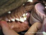 zubní kaz - labrador, 1,5 roku